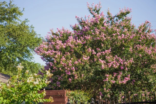 While crape myrtles trees are relatively low maintenance, a few region-specific care practices can make a meaningful difference in their health and appearance.
#Topping #treecare #mulching #shrub #crapemyrtle #treespecies #crepemyrtle

https://texastreesurgeons.com/?p=4738