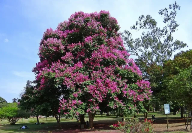 Crape myrtles can thrive in many types of soil, such as the alkaline, dark clay that is present in much of North Texas. The species most commonly found in North Texas is Lagerstroemia indica, which can flower in a range of colors. Left to grow, this species of crape myrtle can reach a height of about 20 feet, with a spread of about 20 feet as well. Other varieties of crape myrtle may exhibit different growing patterns and sizes at maturity. #Topping #fungi #crapemyrtle #Aphids #treecare #factsandguides

https://texastreesurgeons.com/blog/2019/02/08/crape-myrtle/