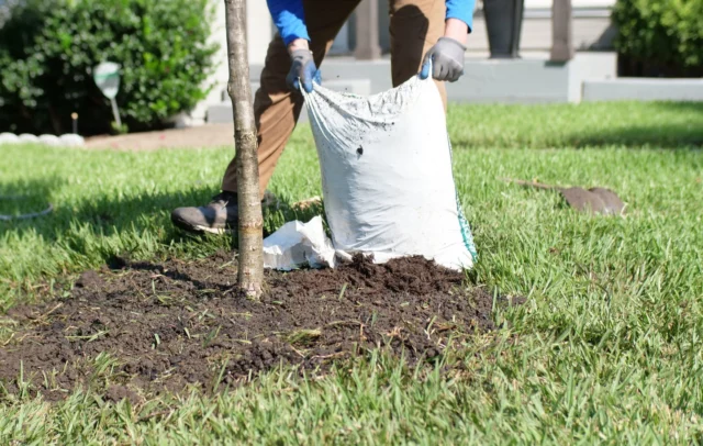 You might say we are obsessed with mulch, and you wouldn't be wrong. Don't underestimate this tree super food.
#fineroots #hardwoodmulch #organicmaterial #treehealthcare #rubbermulch #soil #mulch #roothealth #roots #soilcompaction #treehealth #riverrocks #decorativerocks

https://texastreesurgeons.com/?p=4725