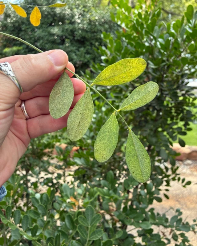 Timing is essential in treating spider mites on trees. Because these insects prefer hot and dry conditions we treat them during July-August. #spidermites #oaks #insects&Diseases #certifiedarborist #cedar #treehealth #treehealthcare #maples #elms #cypress

https://texastreesurgeons.com/blog/2025/10/15/spider-mites/