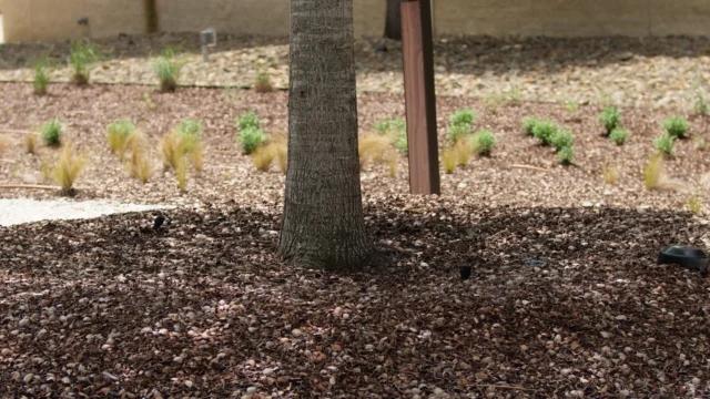 Summer when its dryer, the soil can harden and crack. Mulch can help create a stable, permeable layer that can regulate moisture better than the underlying soil. Which means less water waste, and slower evaporation.

https://texastreesurgeons.com/blog/2018/11/30/mulch-basics/