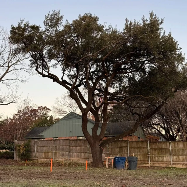 Stripping trees of their interior growth impares their ability to produce food, leads to decay, and makes them prone to breakage.
#liontailing #overpruning #trimming #sunscald #sunscald #arboristservices #treedamage #decay #pruning #sunburn #impropertrim

https://texastreesurgeons.com/blog/2024/04/13/lion-tailing-over-pruning/