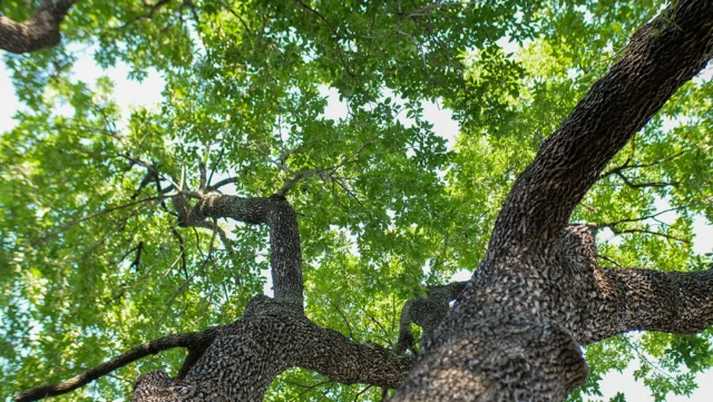 North Texas summers can be brutal, with prolonged heat and drought stressing even mature trees. Summer tree care should prioritize; watering early in the morning, mulching, monitoring for pest and disease activity.

#stressedtreecareplan #falltreecare #treecare #soilrecoveryplan #certifiedarborist #wintertreecare

https://texastreesurgeons.com/blog/2025/07/24/understanding-how-seasonal-changes-effect-tree-health-care/