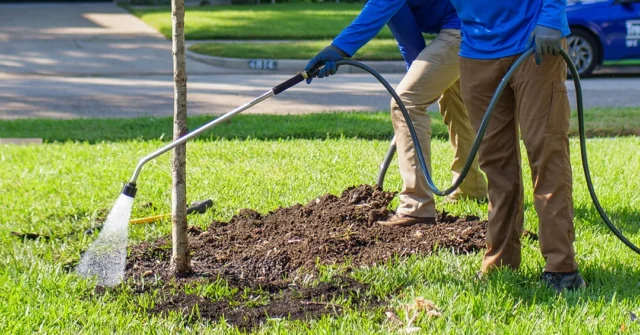 During the summer what are the nine things you can do to perserve the health of your tree? Well, number one should be an no brainer, yearly tree assessments to identify early signs of strees. 
#soil #treeremoval #treecare #irrigation #fertilization #structuralpruning #Howtowater #mulch #integratedpestmanagement #trimming

https://texastreesurgeons.com/blog/2026/06/25/tree-maintenance-services-north-texas/