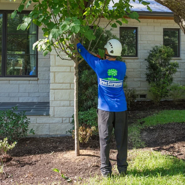 When people talk about tree care, they can use different words to talk about the same thing. You may hear “trim,” “prune,” or “cut,” just as you may hear “limb” or “branch.”

The only word that really makes a difference is arborist.

#trimming #Arborist #ISAcertifiedArborist #pruning #treecare

https://texastreesurgeons.com/blog/2019/05/23/tree-cutting/