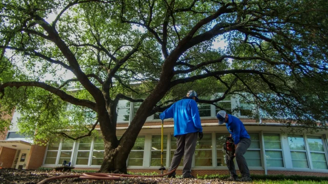 How is vertical mulching different than mulching?
#constructionprotection #verticalmulching #soilhealth #roots #fineroots

https://texastreesurgeons.com/blog/2026/07/16/what-is-vertical-mulching/