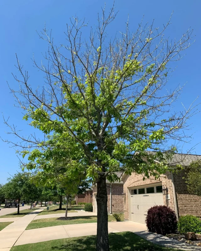 Phytophthora is soil born and soil activated. What that means is we see it with excess water. There is a history of over watering the tree, or the tree is in raised planters, or the area  doesn’t drain well. One way to combat drainage issues issues is vertical mulching.

https://texastreesurgeons.com/blog/2024/08/19/phytophthora-root-rot/