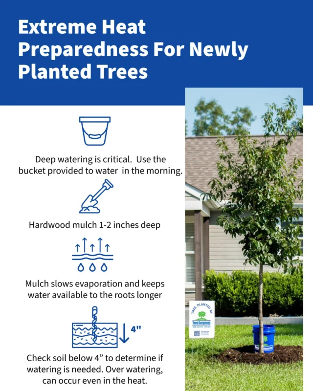 Water now, slow and low, and no, sprinklers aren't enough.

Extreme heat spells kill the living materials in soil including the small absorbing roots on trees. Once the fine roots die it doesn’t matter how much rain we get later or watering you do, the damage is done.

https://texastreesurgeons.com/blog/2025/05/17/watering-trees-in-north-texas/