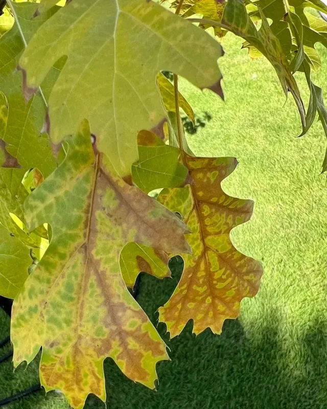 Trees need our help to survive another hot and dry North Texas summer. If the leaves on your trees aren't green something is wrong.
#drought #treehealthcare #sunburn #dieback #mulch #TDAlicense #leafyellowing #sunscald #magnolia #NorthTexas #watering #defoliation #biostimulants #weed&feed #redoaks #NorthTexasNativeTrees #leafdrop #Paclobutrazol #pinoak #Brownleaves #soilamendment #fibrousroots

https://texastreesurgeons.com/blog/2024/05/03/drought-damage-north-texas-trees/