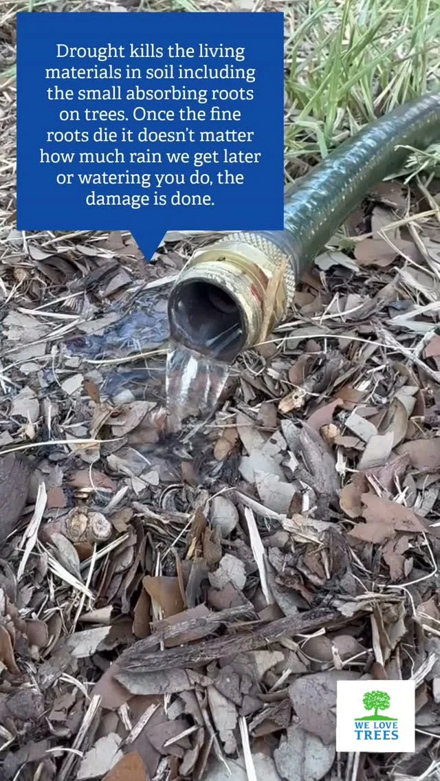 Water your trees now!

The path for your tree to recover from drought damage is a slow process. The tree needs to be able to focus its energy on regrowing fibrous roots. This means everything you can do to increase available nutrients and prevent it from using its energy reserve is going to help it survive.