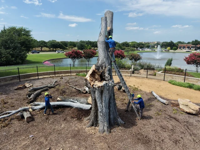 Mature trees enhance our urban environment by moderating heat, reducing noise levels, and improving air quality.
#storytree #oldertree #urbantrees

https://texastreesurgeons.com/?p=5020