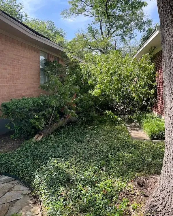 Heat-related / general stress are widespread among urban trees during the summer months. The lack of water and other nutrients because of drought conditions can cause dieback and weakening of limbs.

#drought #Arborist #suddenbranchdrop #suddenlimbdrop #watering #Howtowater

https://texastreesurgeons.com/blog/2023/07/28/why-are-branches-falling-off-my-trees/