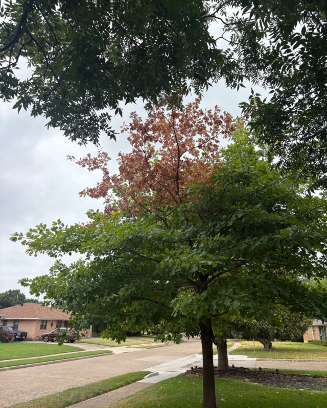 Identifying between limb dieback vs squirrel damage can be difficult, it requires close inspection and taking in several factors to assess the culprit.

It's all in the details.

#thinningcanopy #limbdieback #squirreldamage #dieback

https://texastreesurgeons.com/blog/2026/07/27/is-it-squirrel-damage-or-limb-dieback-on-trees/