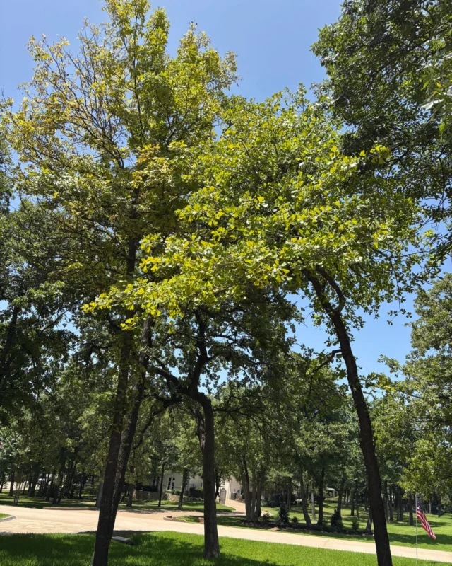 If your grass looks this green and plenitful under a tree it's a redflag.

https://texastreesurgeons.com/blog/2026/04/22/pre-emergent-vs-post-emergent-a-tree-focused-perspective/