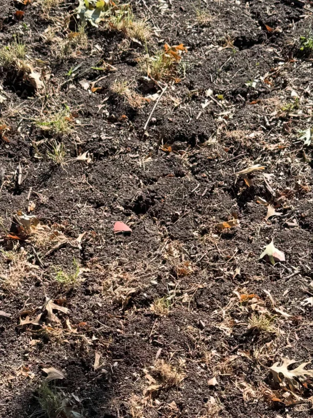 If your soil looks like this and you are wondering why your tree looks like this….

Water your trees! (Who remembers what happened in 2011?!)

When conditions become severe, fine roots dehydrate, lose cellular function, and simply die. 

The energy demand is too high so the roots lose ability to function.
 
This in turn provides less supply of water to leaves and specially further up into canopy. High temps directly injure leaves through intense sunlight and hot air moving across canopy. 

This causes leaf scortch, browning, curling, and premature leaf drop. 

Leaf drop is the final symptom of heat/drought stress as it’s the trees last reaction to conserving water within its own system as it is not available in the soil. 

The heat will go away but doesn’t mean microbial activity returns to normal conditions immediately.