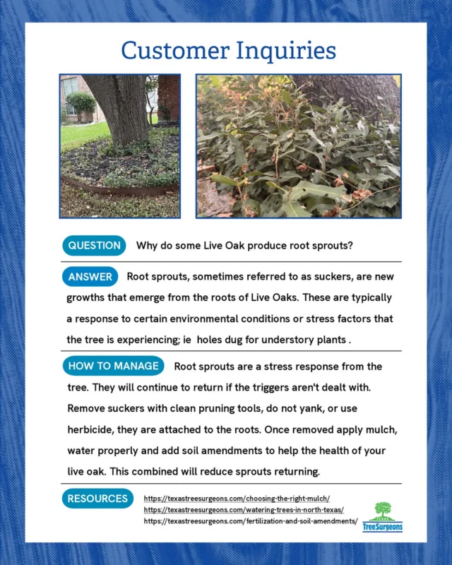 We are rounding up some customer questions and will be posting our answers more regularly to our feed. 

Today’s question, “Why do some Live Oak produce sprouts?
 
RESOURCES

https://texastreesurgeons.com/choosing-the-right-mulch/

https://texastreesurgeons.com/watering-trees-north-texas

https://texastreesurgeons.com/fertilization-and-soil-amendments