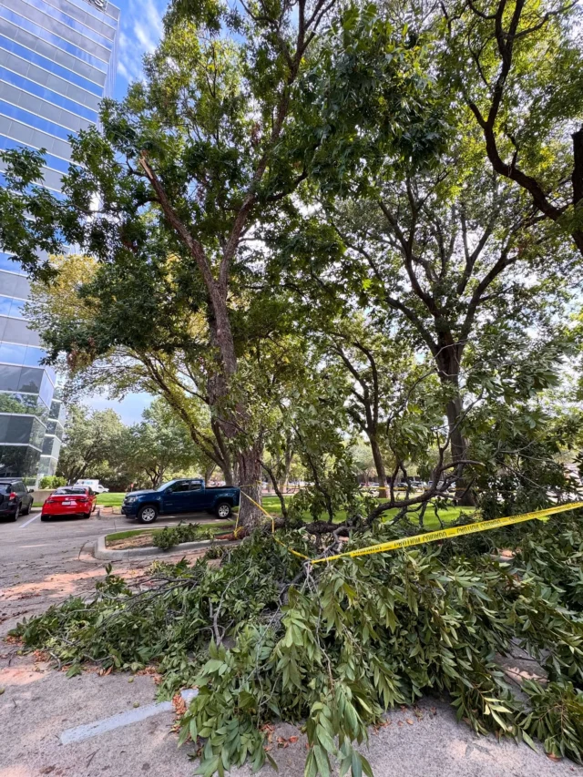 We’ve been noticing a lot of sudden limb drop still occurring despite the minimal cool down we’ve gotten.

Be honest. How comfortable do you feel sitting or parking under a tree right now?

https://texastreesurgeons.com/what-is-sudden-limb-drop/