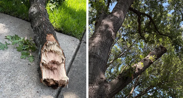 Since the exact cause of high temperature limb loss is unknown, there is no guaranteed way to prevent it. However, the healthyier the tree is the better chance it has to recover and withstand stress.

#suddenlimbdrop #extremeweather #heatstress #treehealthcare

https://texastreesurgeons.com/blog/2026/08/18/what-is-sudden-limb-drop/