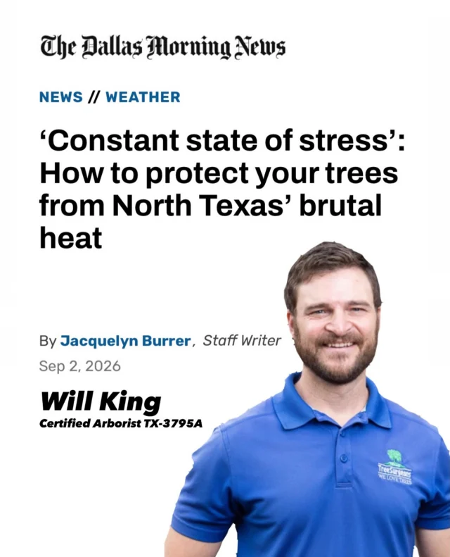 We spoke with @dallasnews about heat stress and what North Texans can do to help their trees recover.

“Here in Texas, we go through these droughts all the time,” King said. “This year is going to [have] a long-lasting effect, and recovery of this type of environmental stress is a multiyear process.” 

Link to article: https://www.dallasnews.com/news/weather/article/extreme-heat-drought-impacting-north-texas-trees-22398145.php
