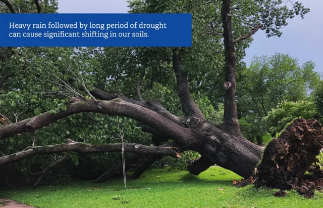We are looking forward to the much needed rain. With that said, keep an eye on your trees for any sudden changes. Soil shifting is a concern post drought conditions and heavy rain. Healthy trees and stressed trees react to environmental forces very differently. 

https://texastreesurgeons.com/leaning-trees-post-heavy-rain/