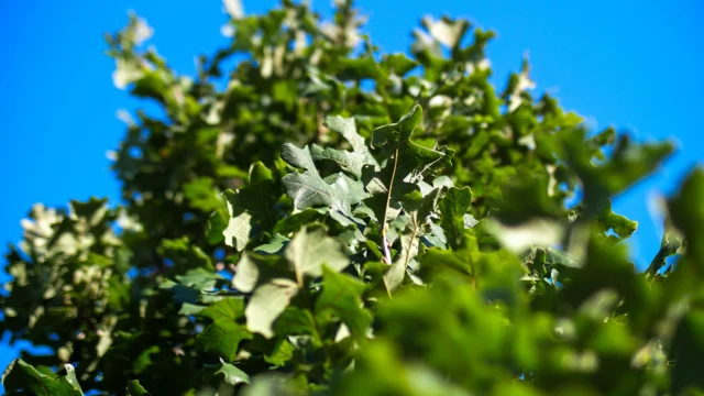 Weather in Texas is shifting. This is our most current guidelines for watering mature and newly planted trees in North Texas.

https://texastreesurgeons.com/blog/2026/10/08/current-tree-watering-guidelines-for-north-texas/