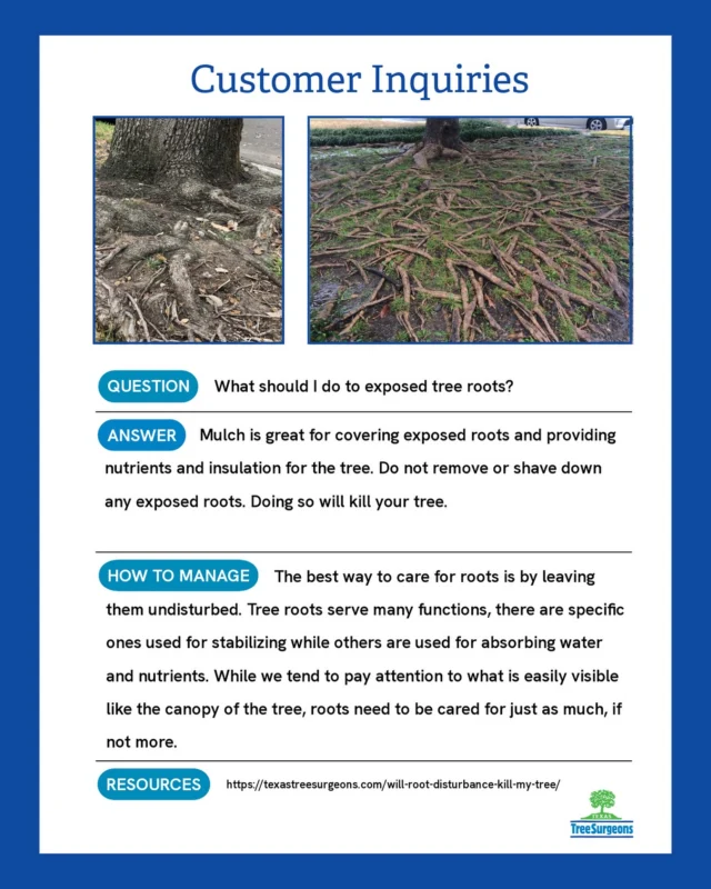 Today’s question, “What should I do to exposed roots?”

Live and let live. 

Resources:
https://texastreesurgeons.com/will-root-disturbance-kill-my-tree/