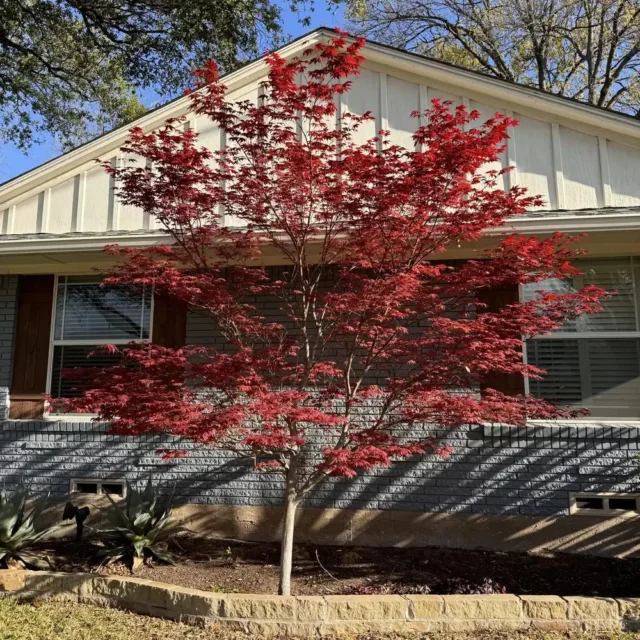 Studies show that 20–50% of newly planted trees fail within the first 5 years. Lets work together to improve those numbers.
#treehealthcare #treeplanting #treecare #roots #soil #watering

https://texastreesurgeons.com/?p=6076